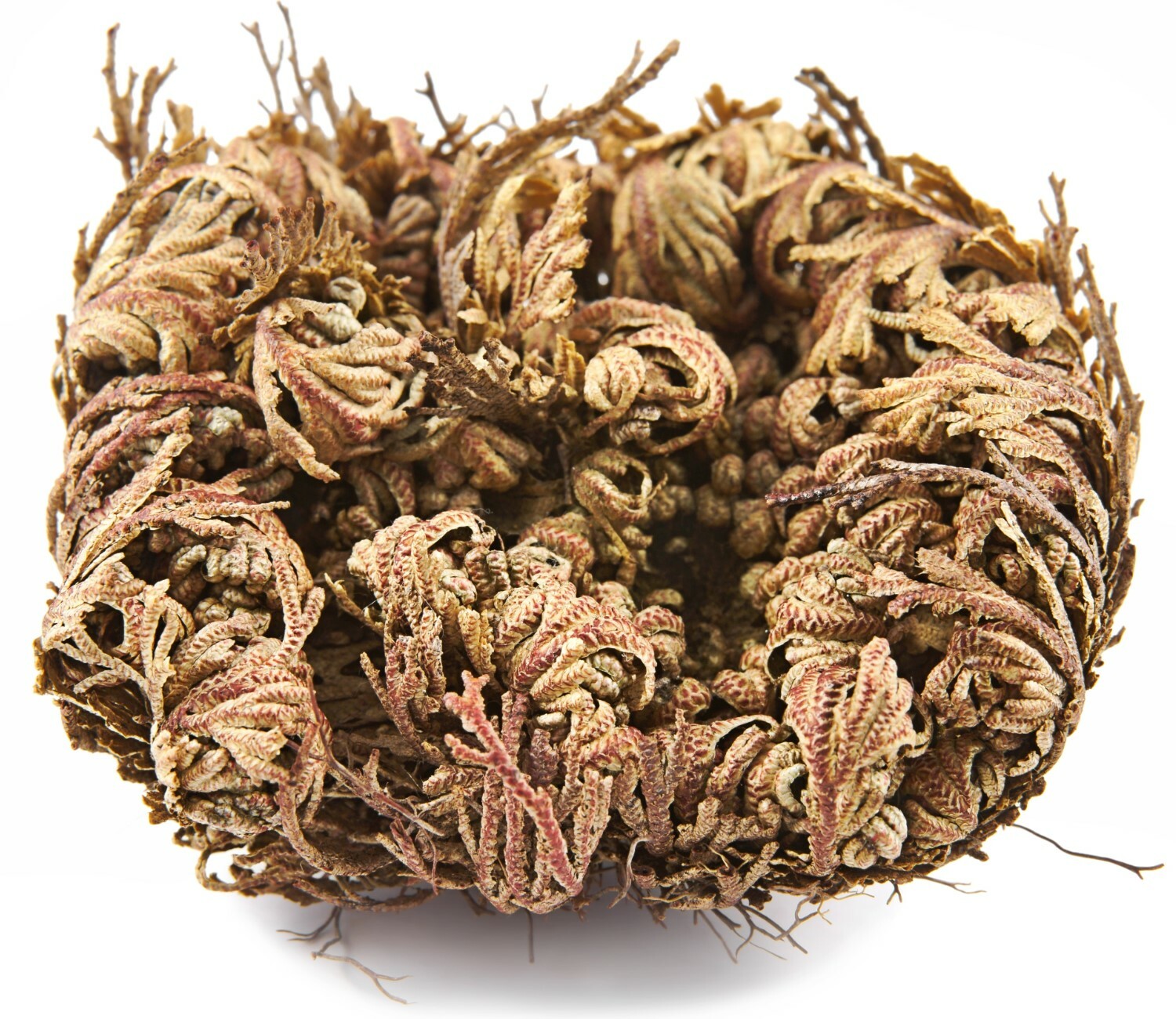 Jericho Flower - 24 Pack Bulk - Rose of Jericho, Resurrection Flower Whole Dried