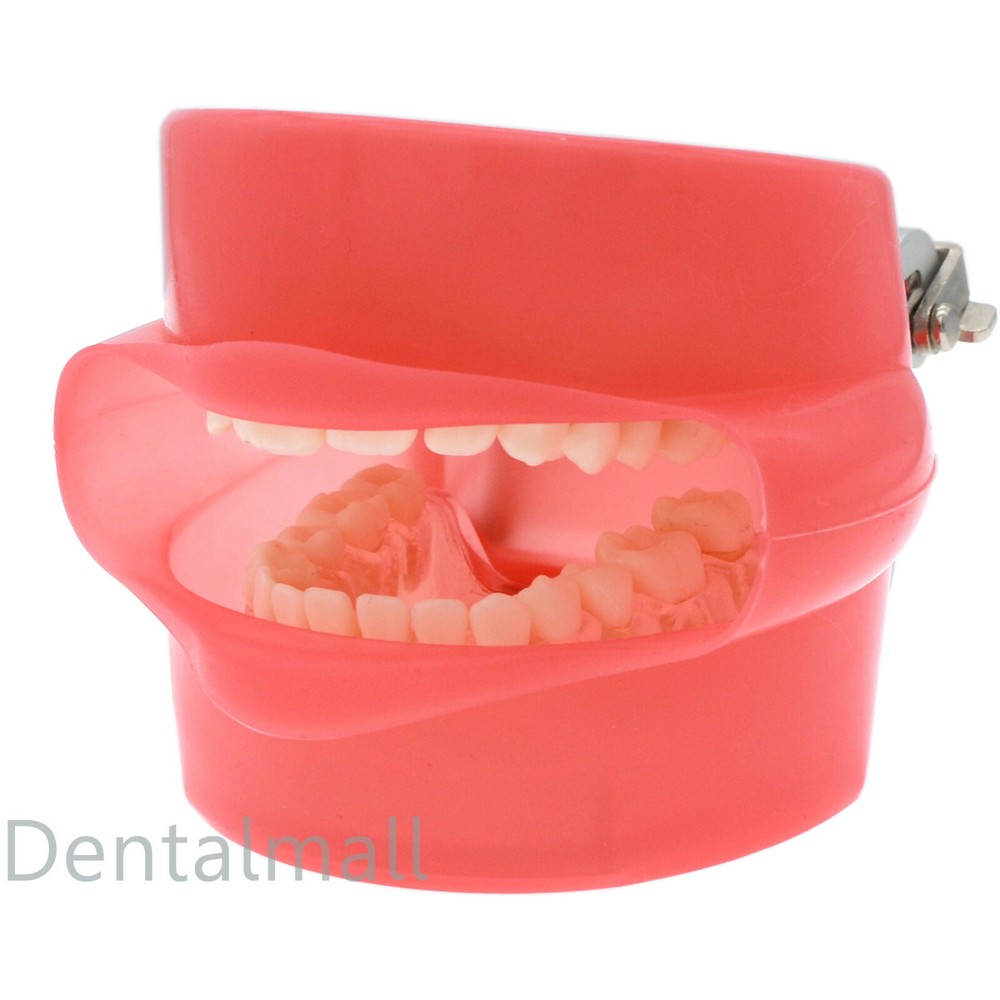 Dental Typodont Practice Removable Teeth Model Soft Gum M7008 + Simulation Cheek