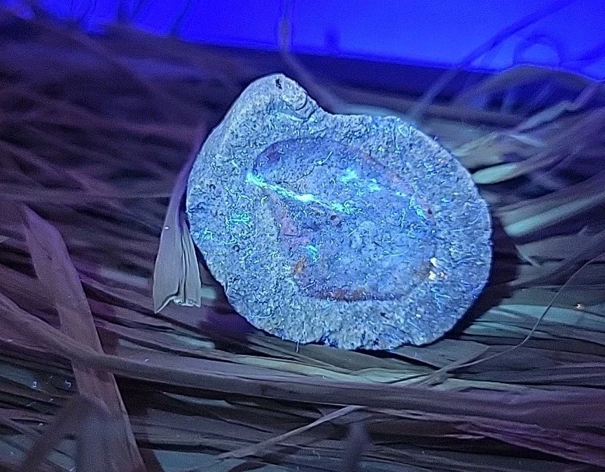 Egg Fossil Permineralized