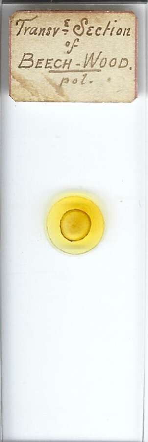 Beech Wood Microscope Slide for Polariscope
