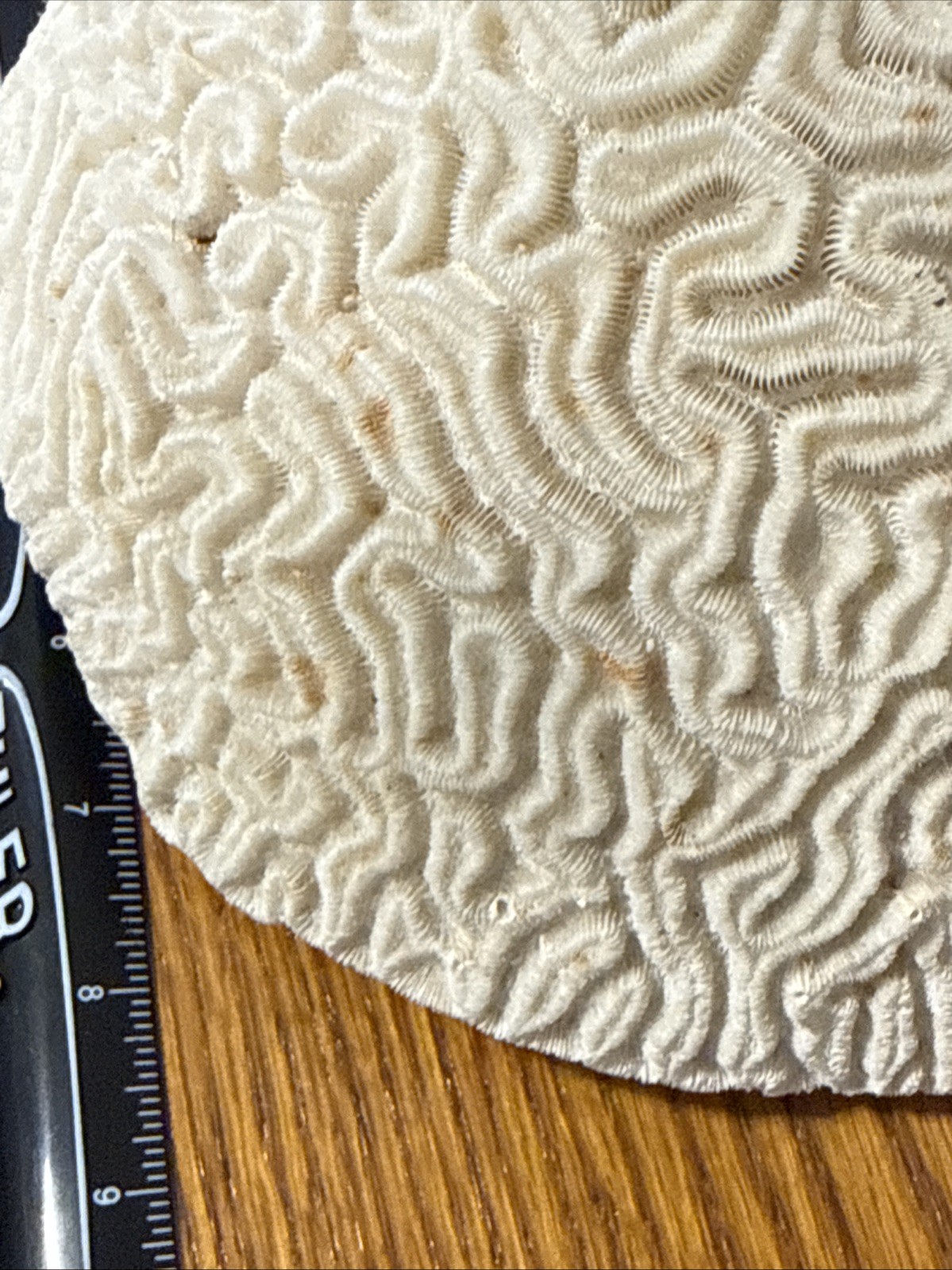 Large Natural Brain Coral Vintage Salt Water Fossil Heavy 9.12 lbs, 9" wide