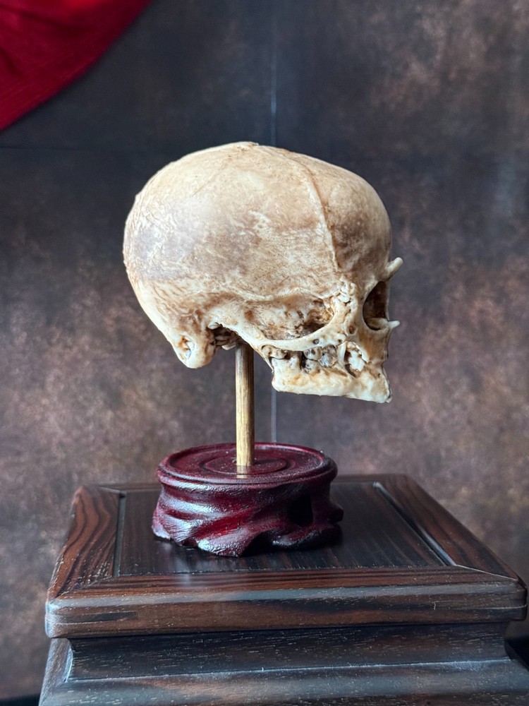 Cyclops Fetal Skeleton | Gothic Curiosity Specimen | Dark Oddities Decor