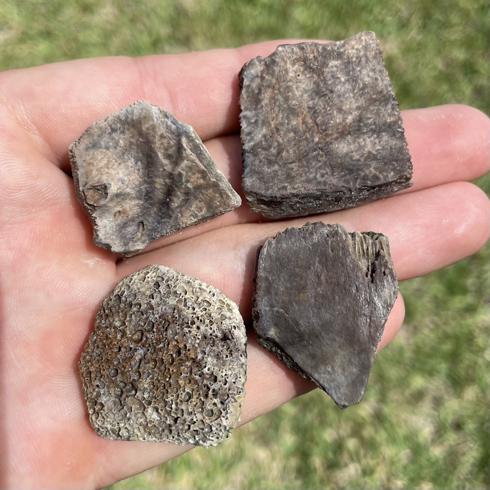 Fossilized Turtle Shell Pieces Florida Ice Age Fossils