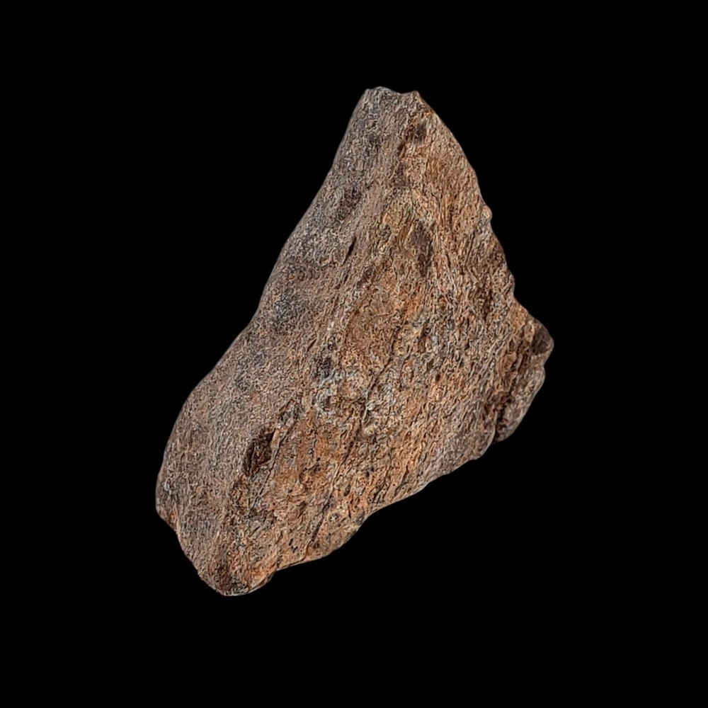 Jurassic Dinosaur Fossil Bone from Morrison Formation Includes Display