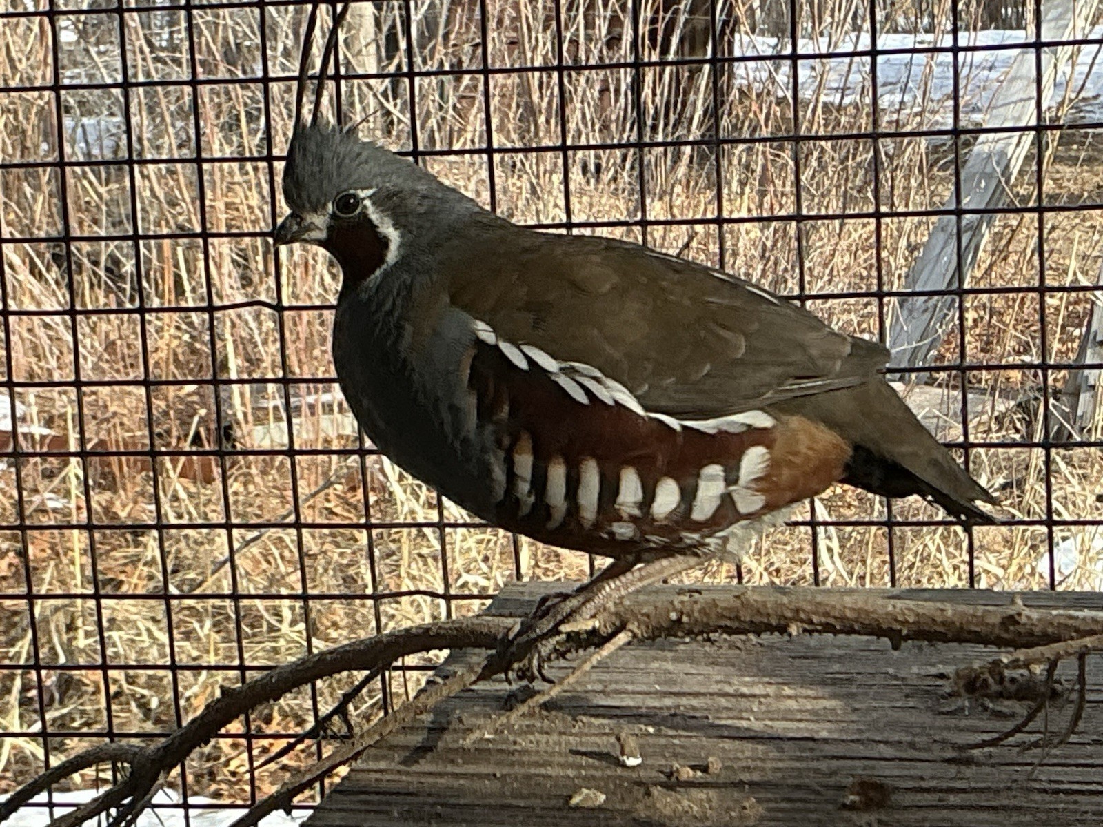 PRESALE  Mountain Quail Hatching Eggs  Qty 10+2 Shipping Late April Or May