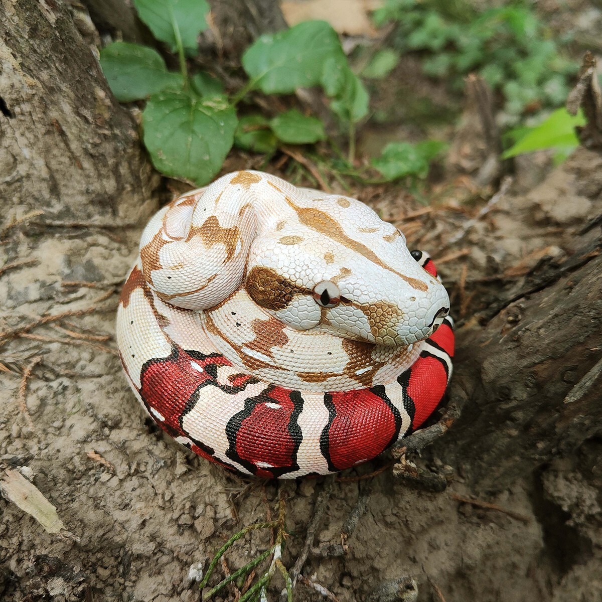 【In-Stock】 Animal Heavenly Body Red-tailed Boa constrictor Snake Statue