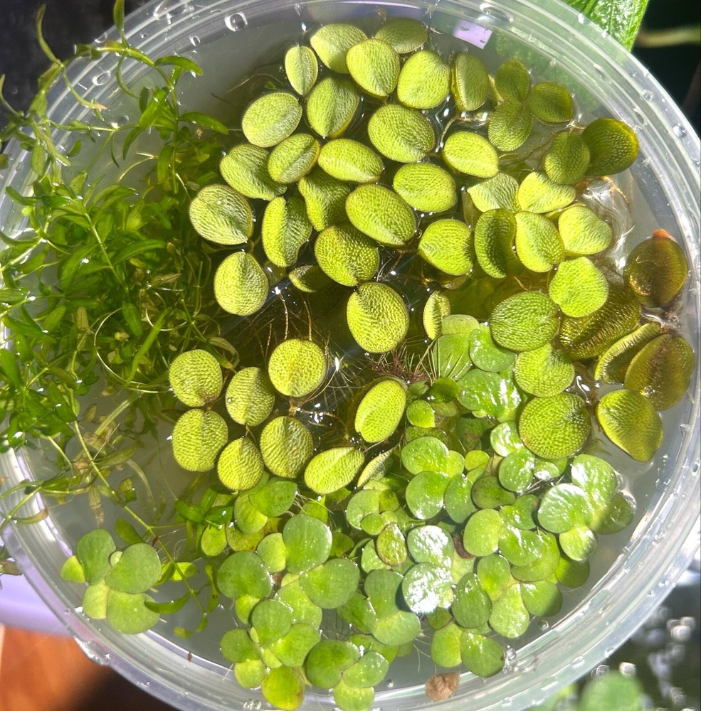 Shrimp Assorted Plant Pack - Live Aquarium Plants 1 Cup