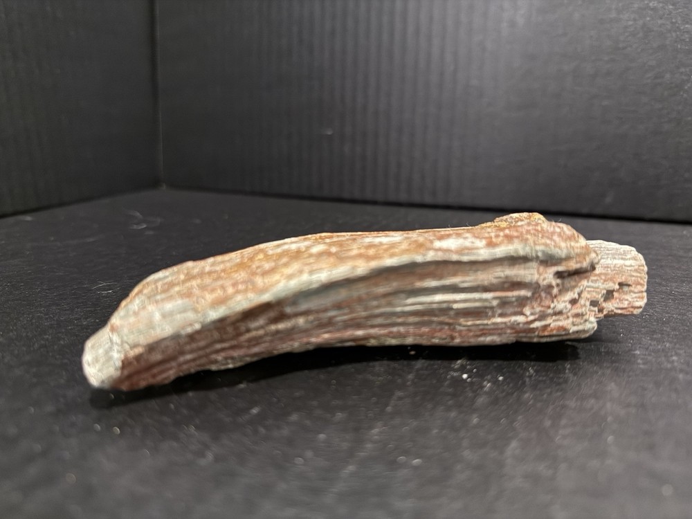 petrified wood