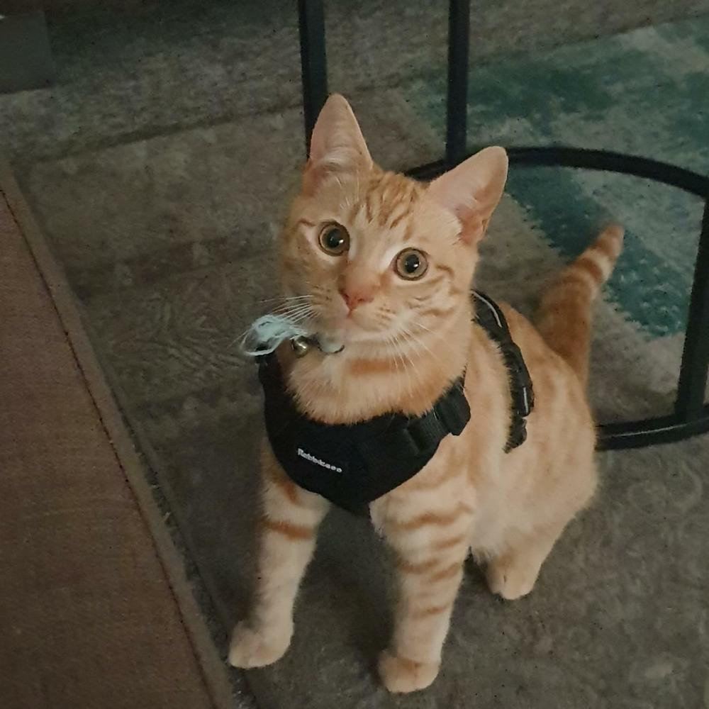 rabbitgoo Pet Cat Harness and 59" Leash Escape Proof Adjustable Vest for Cats