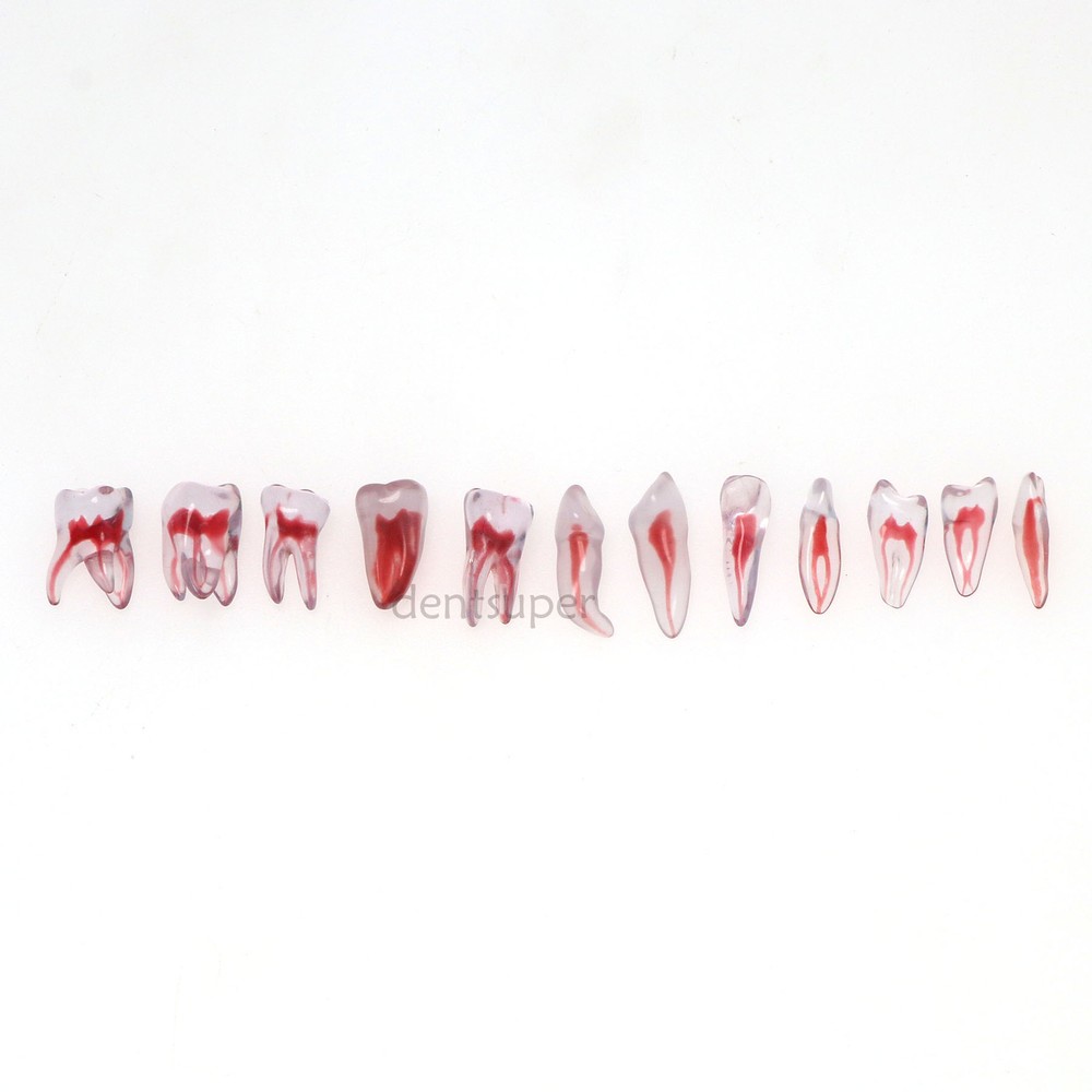 3D Dental Endo Root Canal Teeth Model Practice Block for RCT Pulp Cavity Study