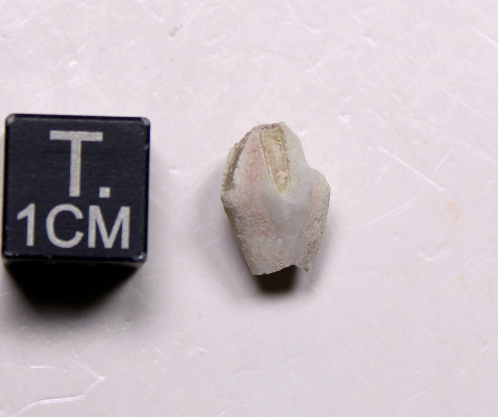 Troosticrinus reinwardti Blastoid Fossil Silurian Tennessee Brownsport Formation