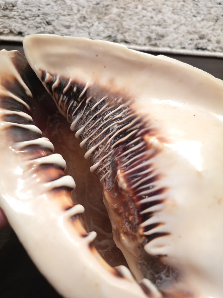 Large Natural Conch Seashell – Coastal Beach Décor, Collector, Craft Shell