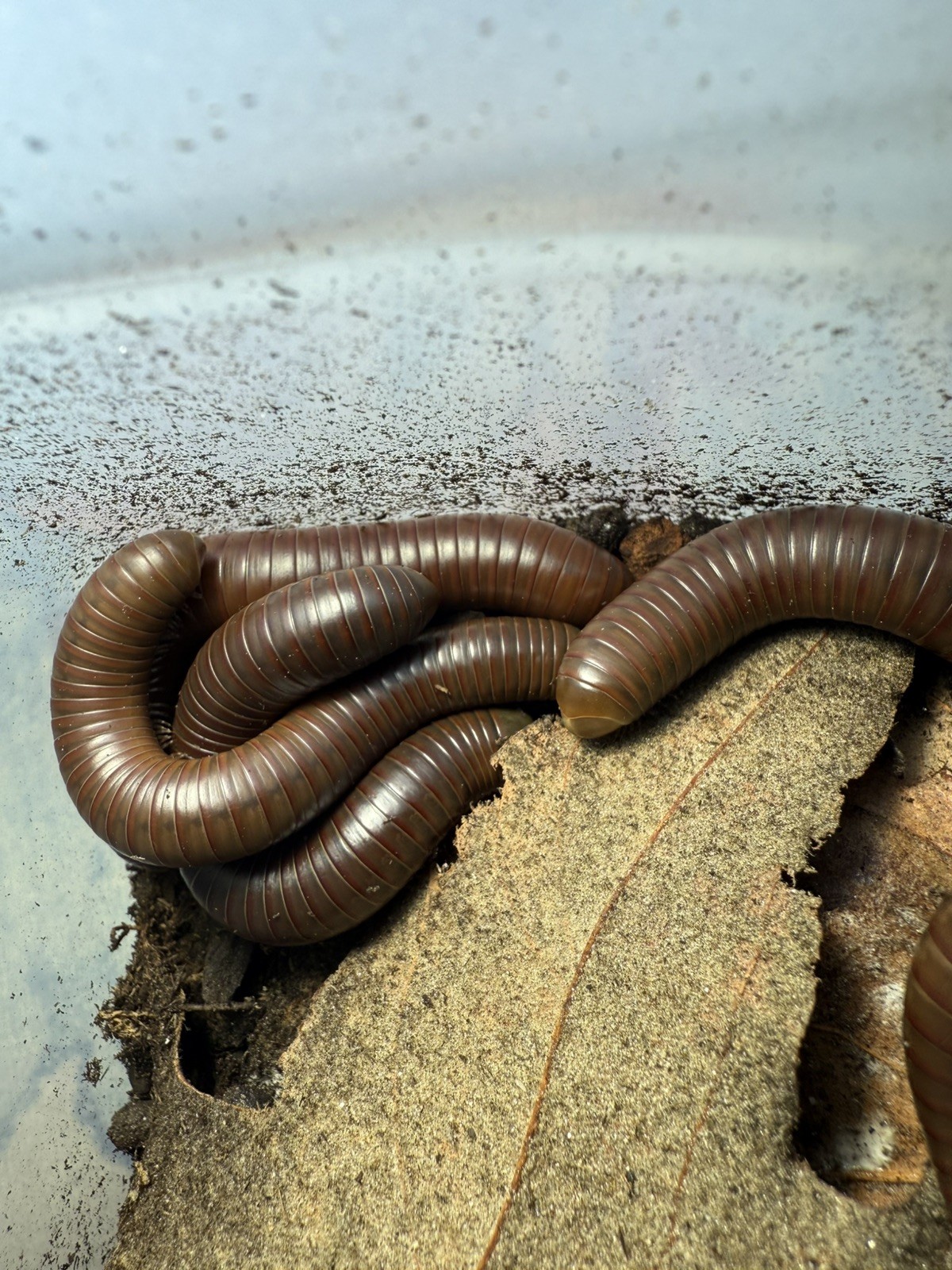 UV REACTIVE Hiltonius Pulchrus Millipede 5 Compost Classroom Pet Millipede Only