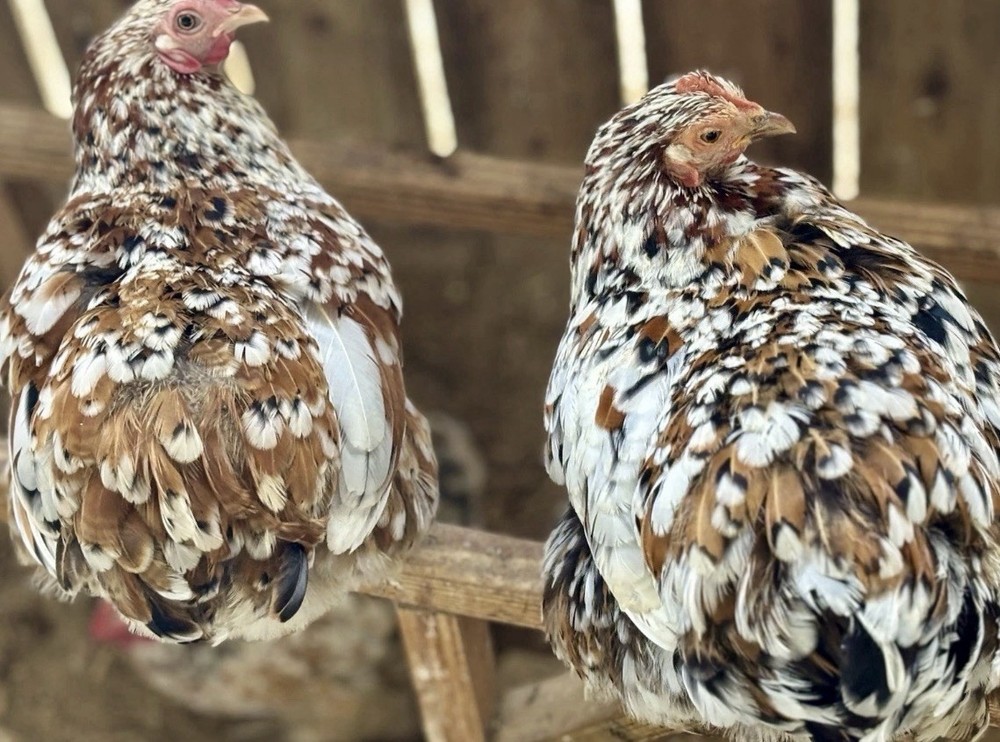 Cochin Bantam Mille Fleur Hatching Eggs One dozen