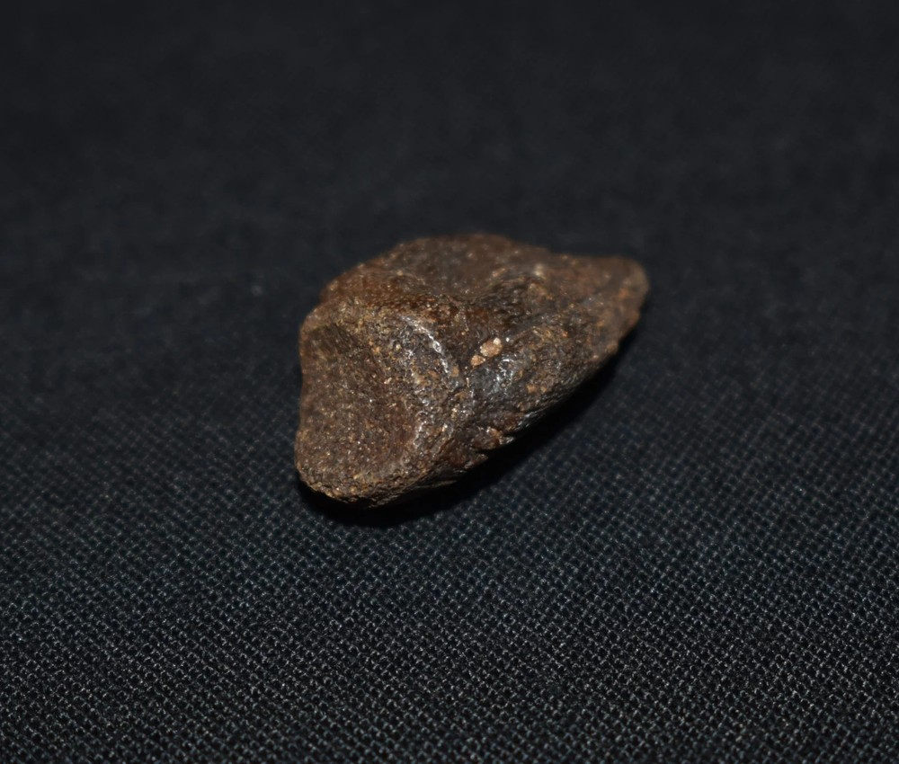 Excellent Small Fossil Tortoise Claw Core/ Toe Bone