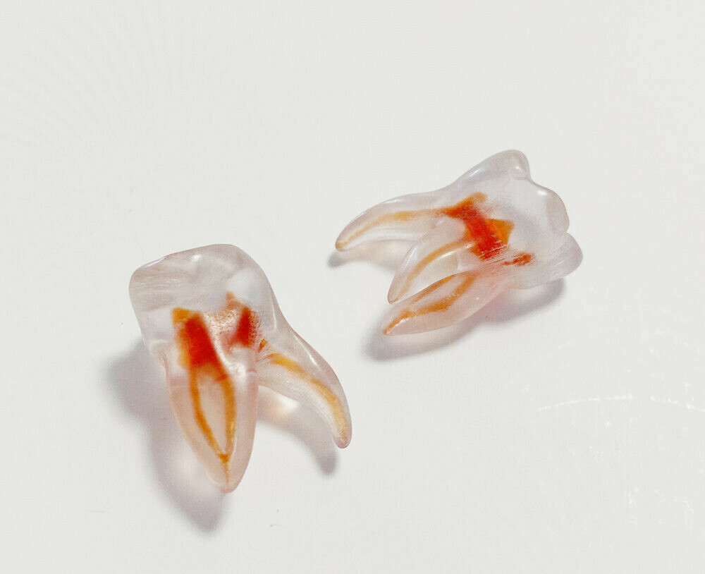 1Pcs Dental Dentist School Study Model Endodontic Practise 3D Teeth Replicas