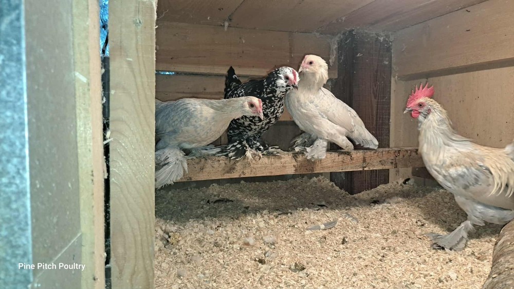 12 D'uccle Hatching Eggs Npip