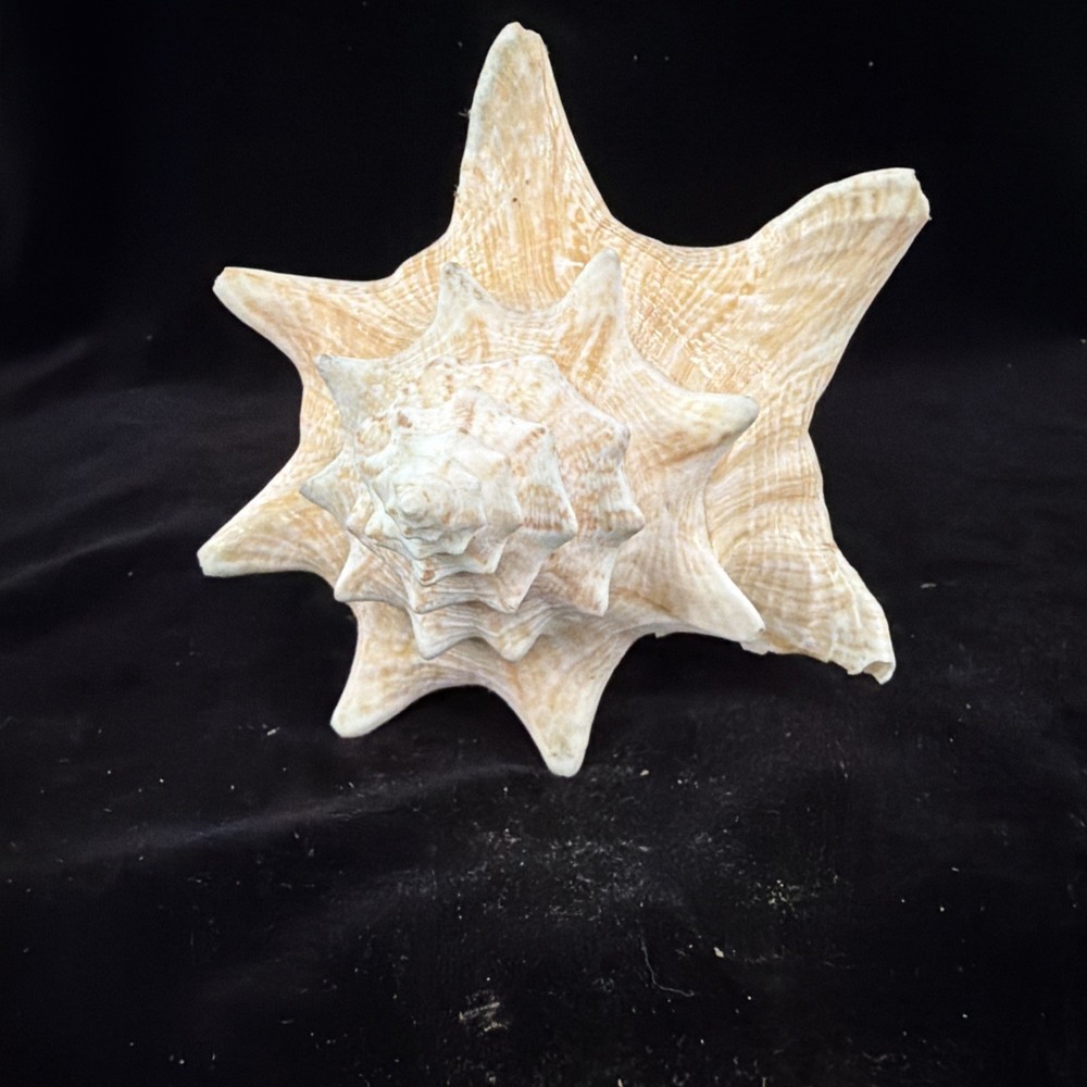 Queen Conch Shell 176.6mm No Collection Data (A666)