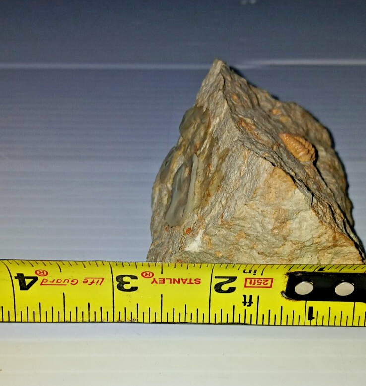 Trilobite Fossil