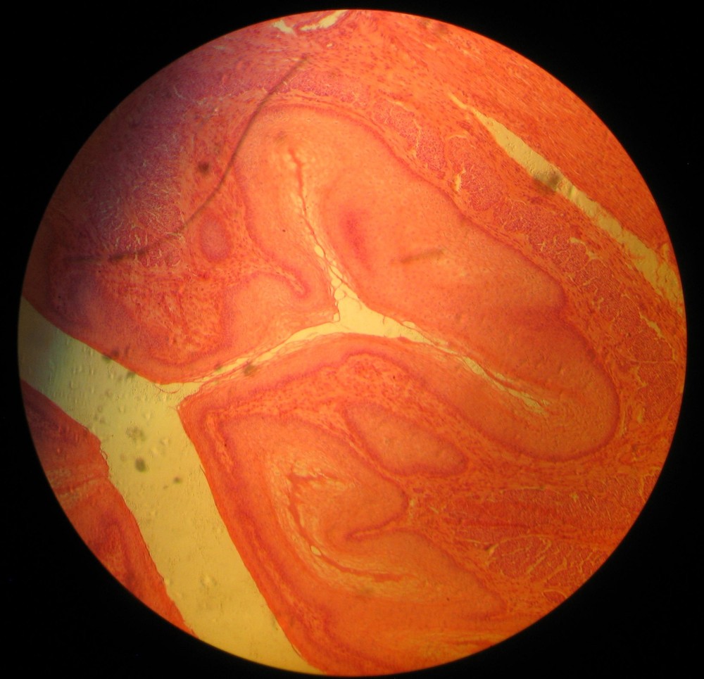 C200645 Nikon Diaphot Inverted Microscope, Hoffman Modulation Contrast, Epi-Ill