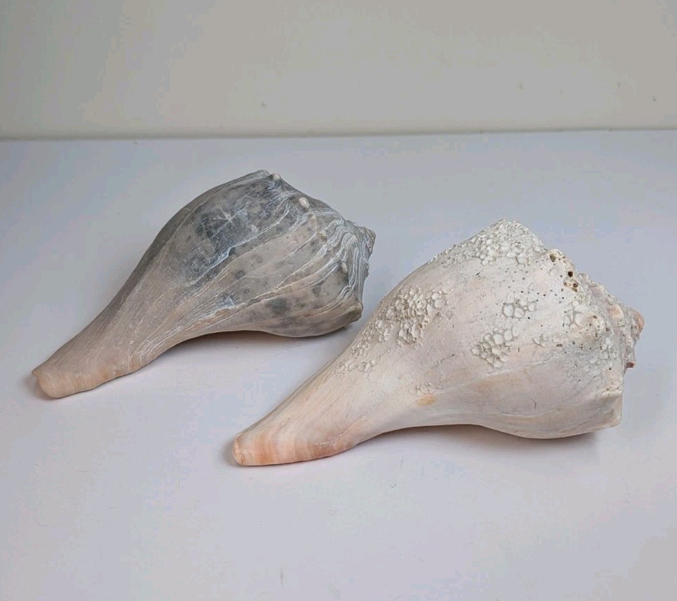 2 Large Lightning Whelk 10” Fossilized Seashell Beach Decor