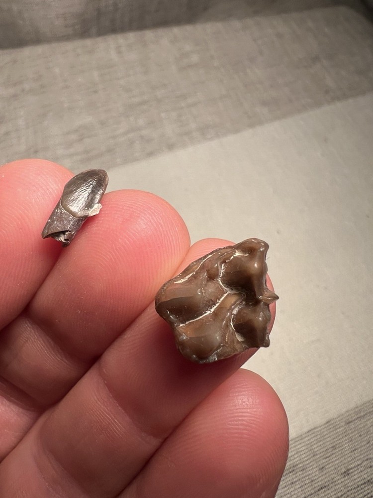 Fossilized Teeth Brule Formation Oligocene Epoch Sharp Specimen
