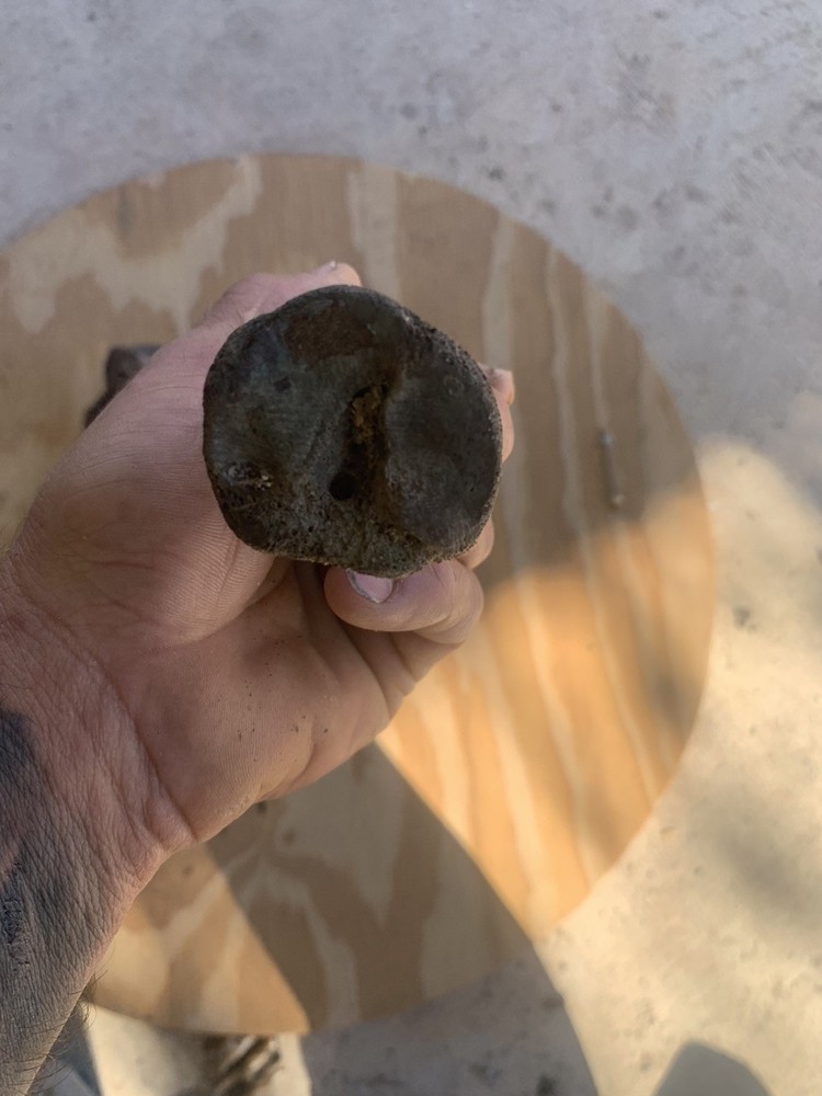 Fossilized Bison Bones