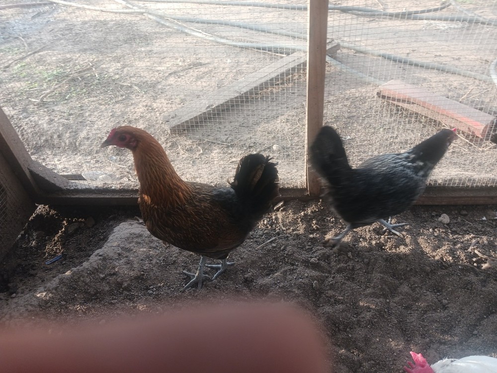 8+ American Long Crower Hatching Eggs