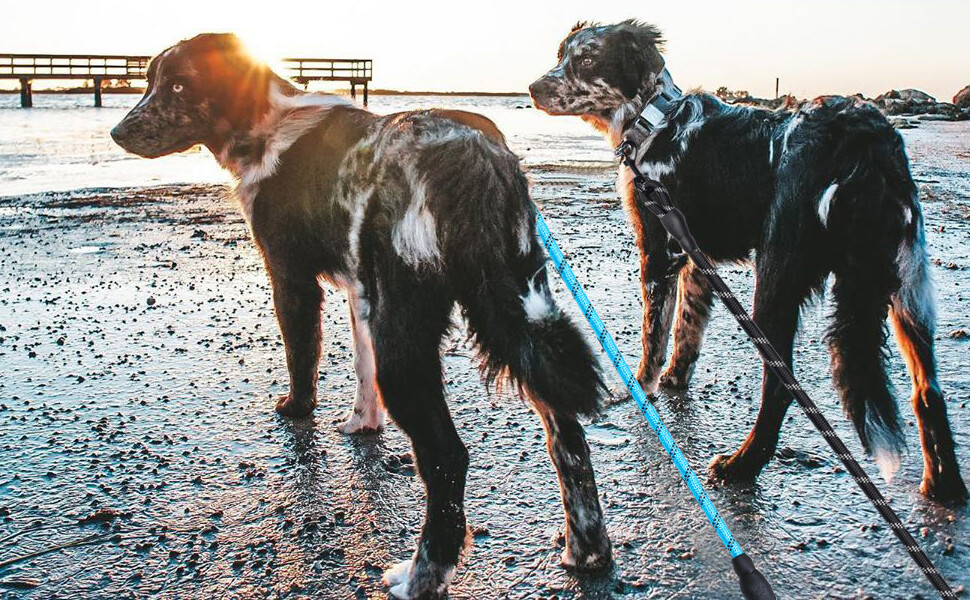 Dog Leash Nylon with Comfortable Padded Handle for All Dog Sizes 5FT-1/2''