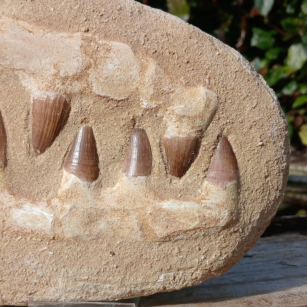 Fossil Mosasaur Jaw Dinosaur Teeth double composite