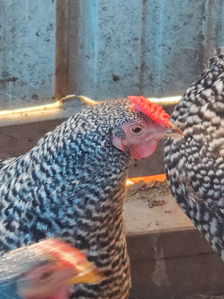 12 Dominique Hatching Eggs