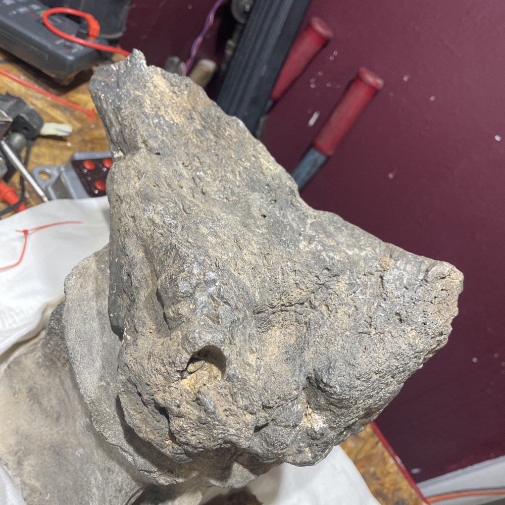 Extinct Crocodile Jaw Hinge