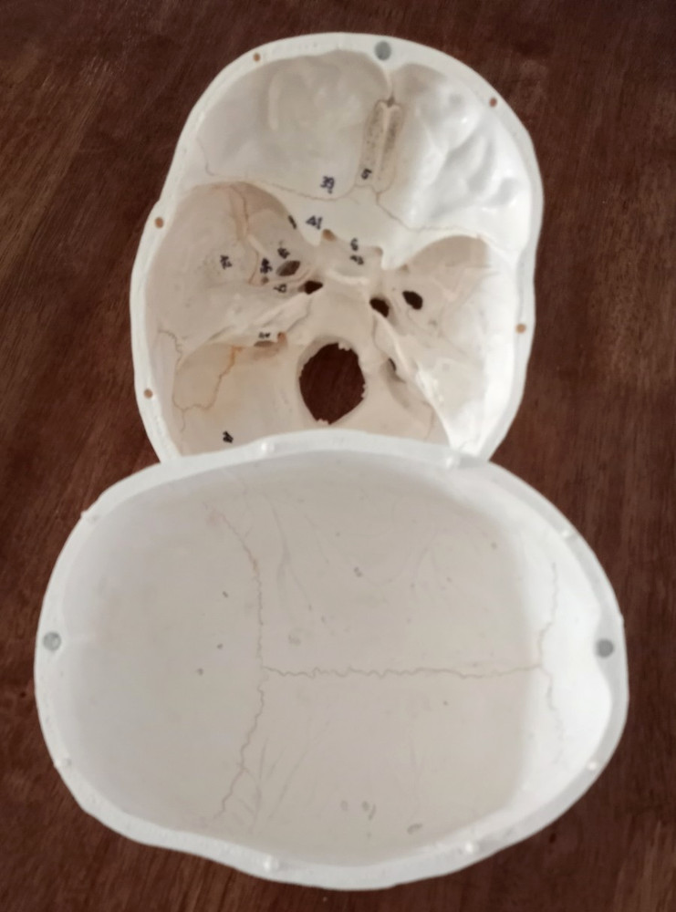 Anatomy - Human Skull lModel