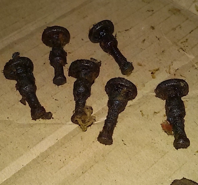 1903 Springfield Rear Sight Windage Knob NEW OLD STOCK  FREE SHIPPING 80 yrs old