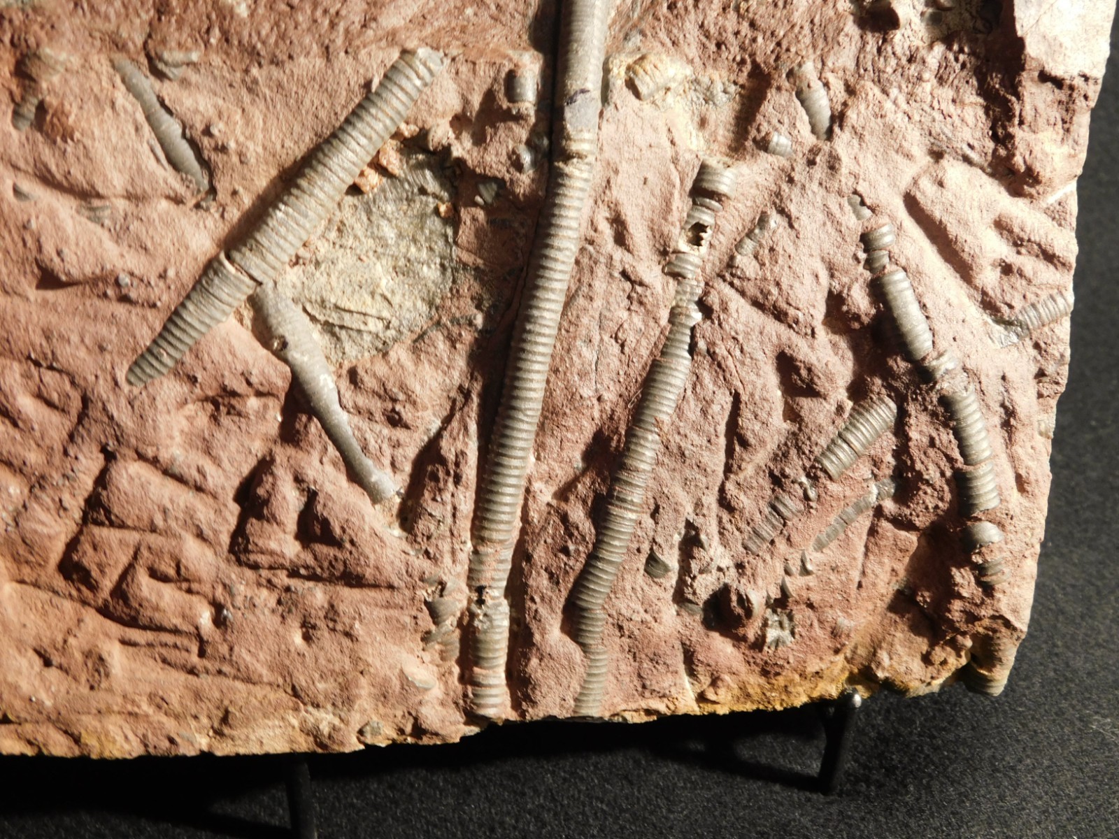 BIG! 430 Million Year Old! CRINOID Fossil or Sea LILY Fossil Morocco 1570gr