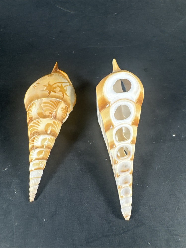 Tibia Shells Cut Polished Etched 2 Pieces Natural Decor Specimen