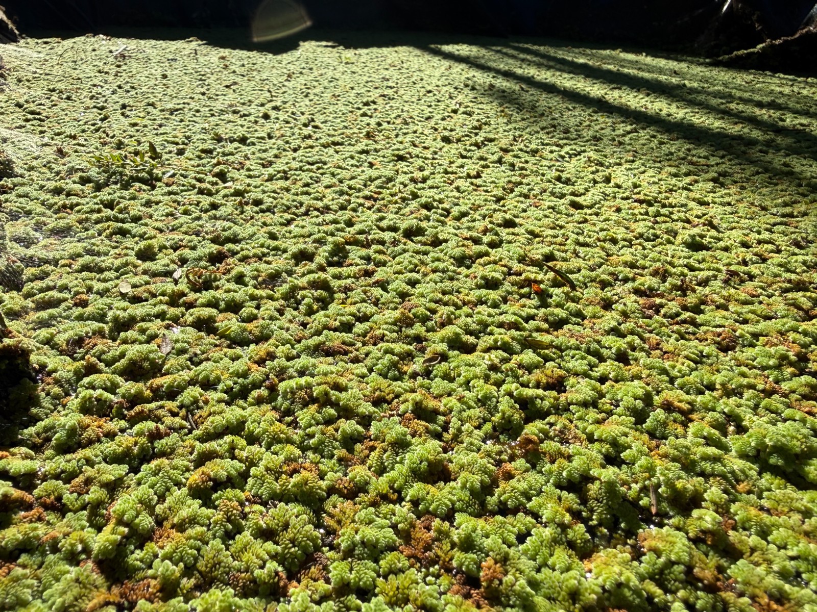 1 cup of Azolla Mosquito Fern Water Velvet Fairy Moss