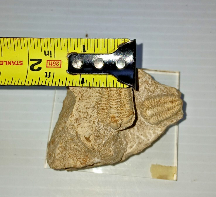 2 Trilobite Fossil
