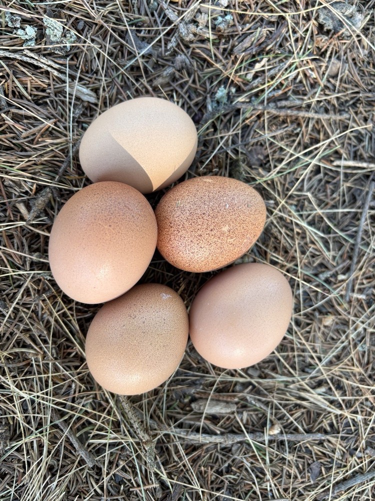 Barnevelder hatching eggs (12 Eggs)