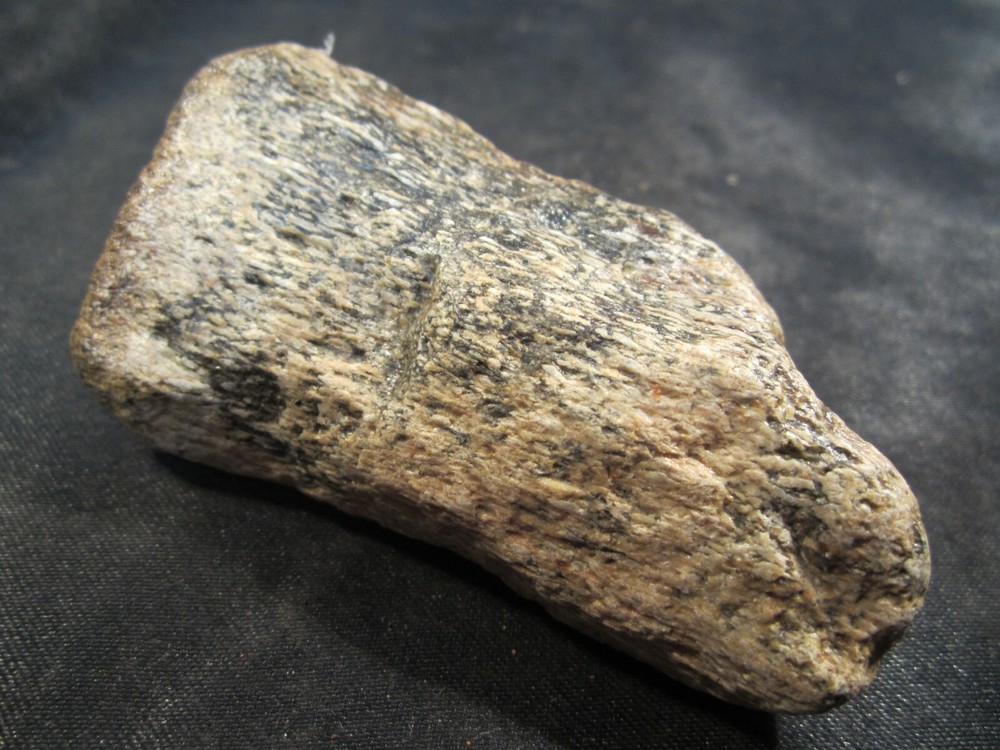 Dinosaur Bone Mosasaur Bone Ozan Formation Texas, US