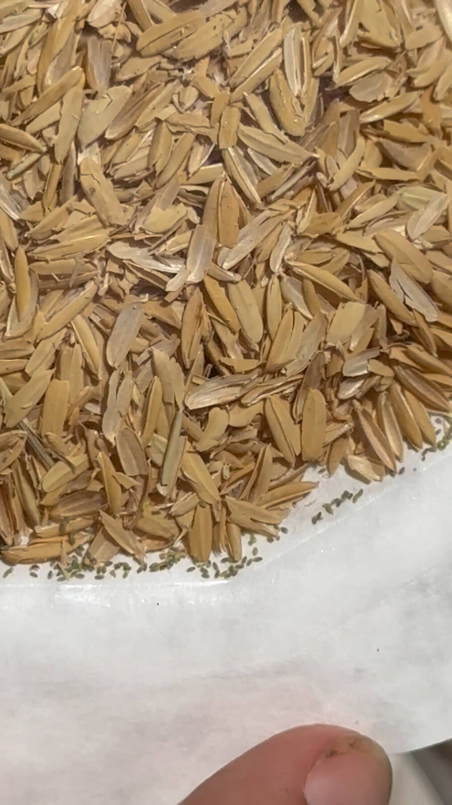 Green Lacewing Eggs in Rice Hulls - 1,000 Count - Aphid Exterminator