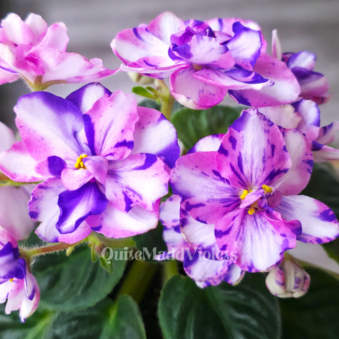 MK-Wind of Change (MK-Veter Peremen)  -- Gorgeous  Chimera RARE True Blooming