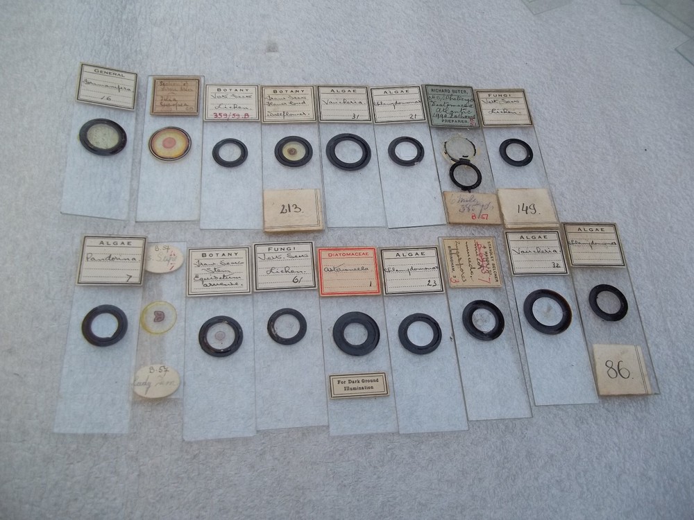 Vintage Glass Microscope Slides - As shown