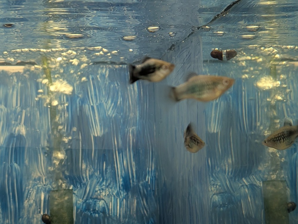 platy fish