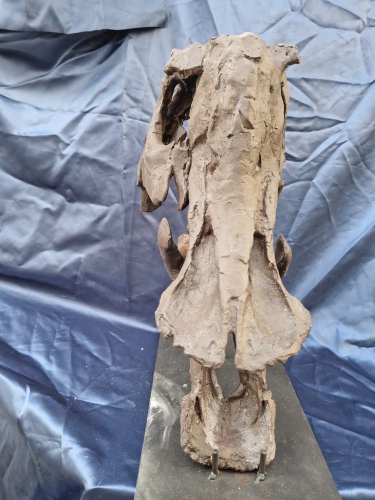 Androsaurus Head Fossil