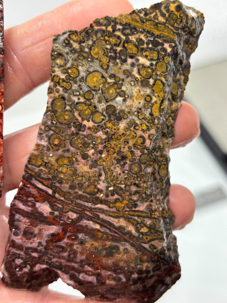 Orbicular Leopard Skin Jasper Slabs Lapidary Cabbing Combo Ship Avail
