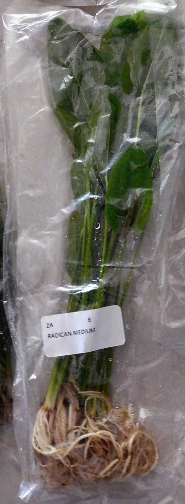 6 medium radican swords