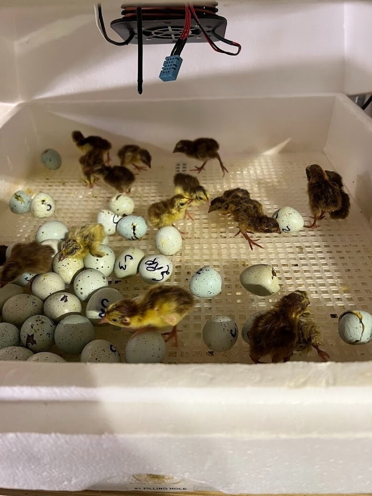 12 Celadon Blue Quail Red Range Jumbo Hatching Eggs, Good Genetics
