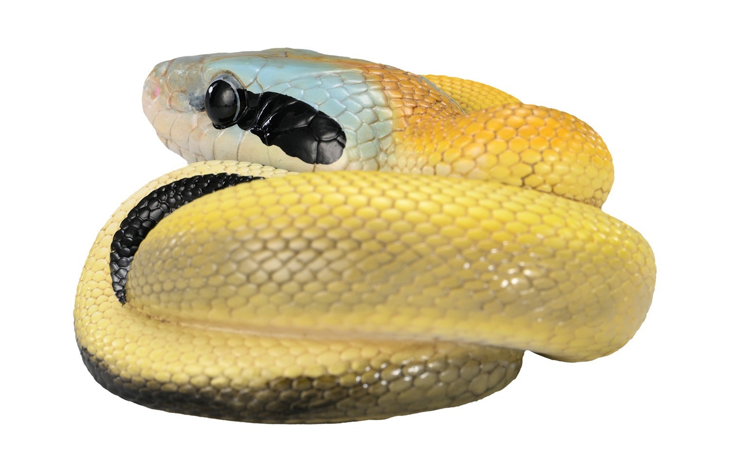 Animal Heavenly Body Cave-dwelling Beauty Snake Statue Elaphe taeniura Malaysian