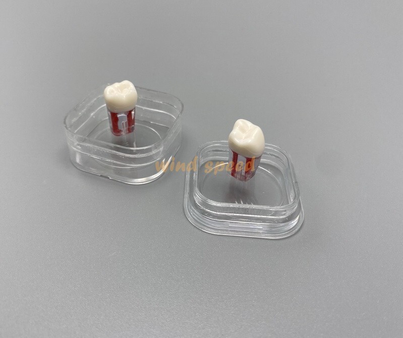 20pcs Denture Hinged Display Box Storage Crown Jewelry Chip Boxes Membrane Case
